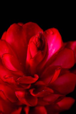 Alpinia purpurata - kırmızı zencefil