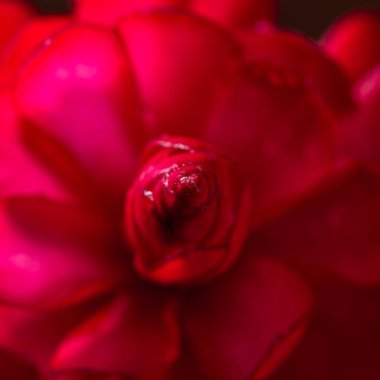 Alpinia purpurata - kırmızı zencefil