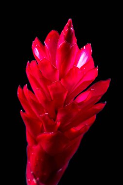 Alpinia purpurata - kırmızı zencefil