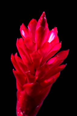 Alpinia purpurata - red ginger clipart