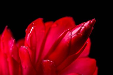 Alpinia purpurata - kırmızı zencefil