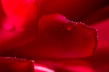 Alpinia purpurata - kırmızı zencefil