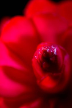 Alpinia purpurata - kırmızı zencefil