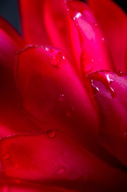 Alpinia purpurata - kırmızı zencefil