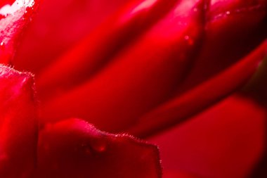 Alpinia purpurata - kırmızı zencefil