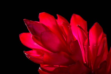 Alpinia purpurata - kırmızı zencefil