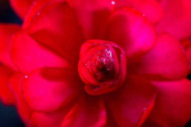 Alpinia purpurata - kırmızı zencefil