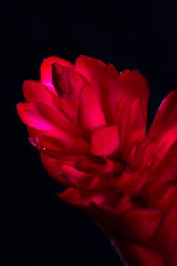 Alpinia purpurata - kırmızı zencefil