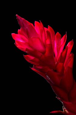 Alpinia purpurata - kırmızı zencefil