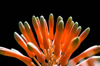 Aloe bloom yakın çekim 