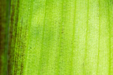 yaprak yeşil arka plan 