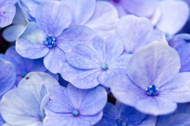 Mavi ortanca. Yakın plan.