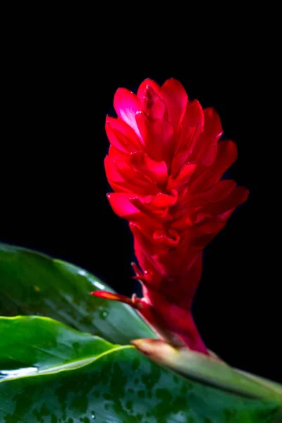 Alpinia purpurata - jengibre rojo — Foto de Stock