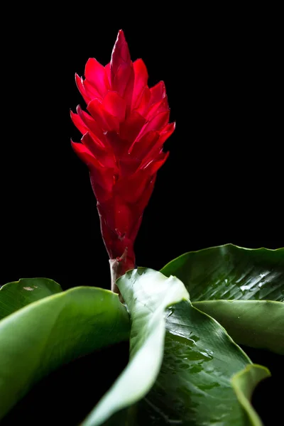 Alpinia purpurata - red ginger — Stock Photo, Image