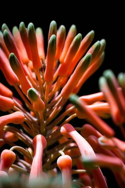 Aloe flor de cerca — Foto de Stock