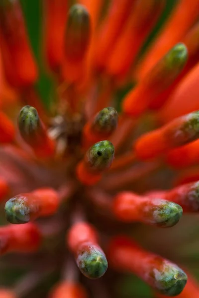 アロエの花クローズ アップ — ストック写真