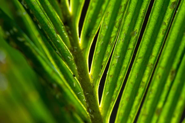 Grüne Palmblätter Hintergrund — Stockfoto