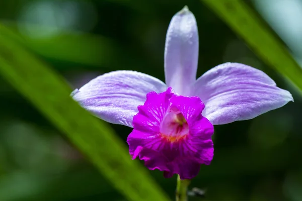 Бамбуковая орхидея в тропическом лесу — стоковое фото