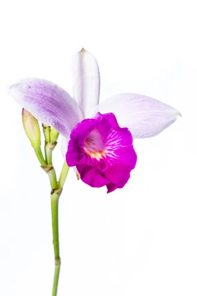 Bambus orchidei na białym — Zdjęcie stockowe