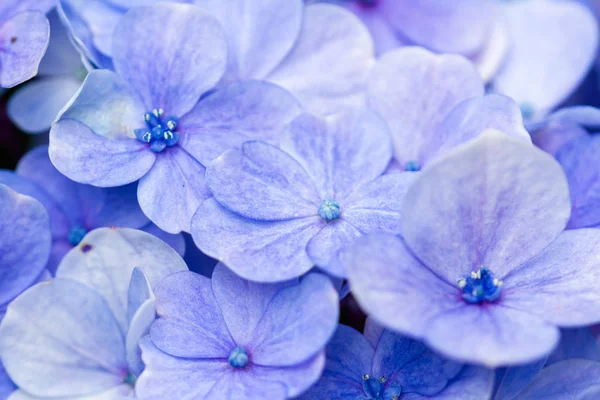 Hortensia azul de cerca — Foto de Stock