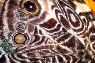 bir kelebek kanat desenleri