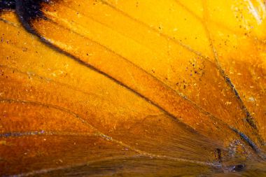 Turuncu kelebek kanat 