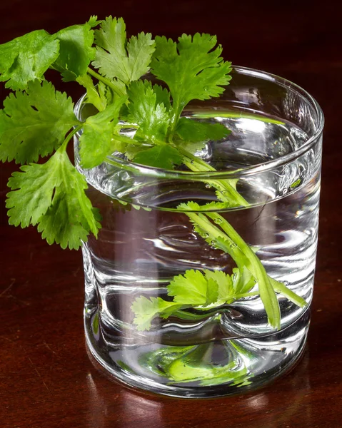 Fresh cilantro in a glass of water — Stock Photo, Image