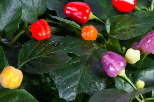 Färska prydnads paprika — Stockfoto