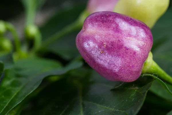 Fresh ornamental peppers — Stock Photo, Image