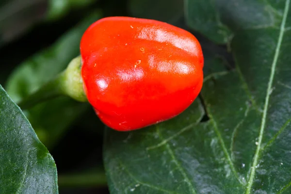 Peperoni ornamentali freschi — Foto Stock
