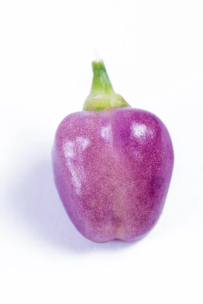Friss lila paprika — Stock Fotó