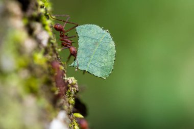 ormandaki leafcutter karınca 