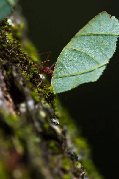 Ormandaki leafcutter karınca — Stok fotoğraf