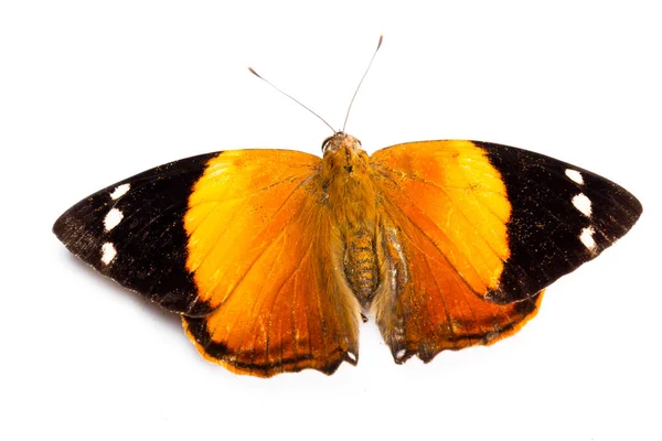 Papillon orange sur blanc — Photo