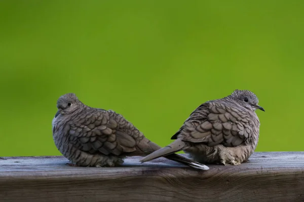 Amor palomas al aire libre — Foto de Stock