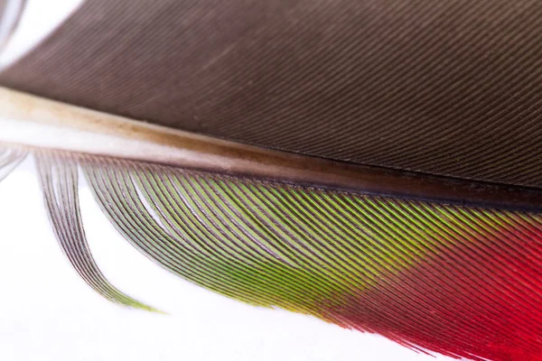 Toucan feather close up — Stock Photo, Image