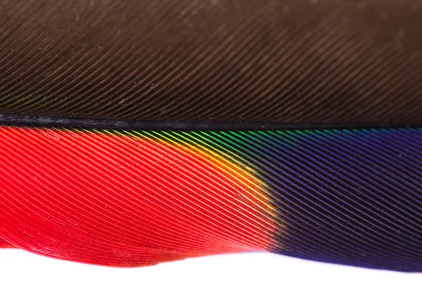 Toucan feather close up — Stock Photo, Image