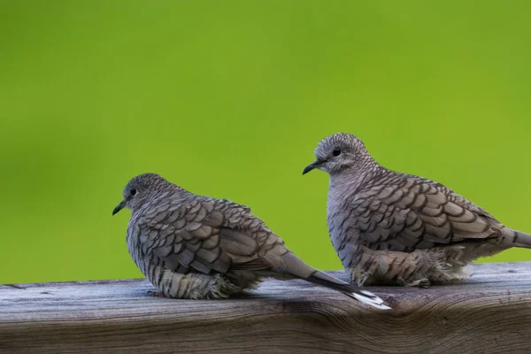 Love doves outdoors — Stock Photo, Image