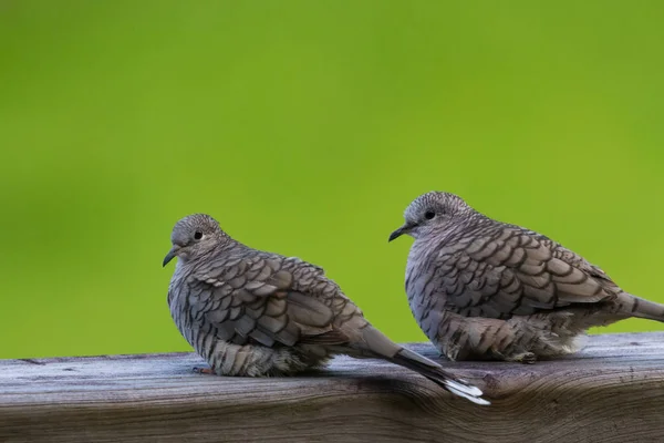 Love doves outdoors — Stock Photo, Image