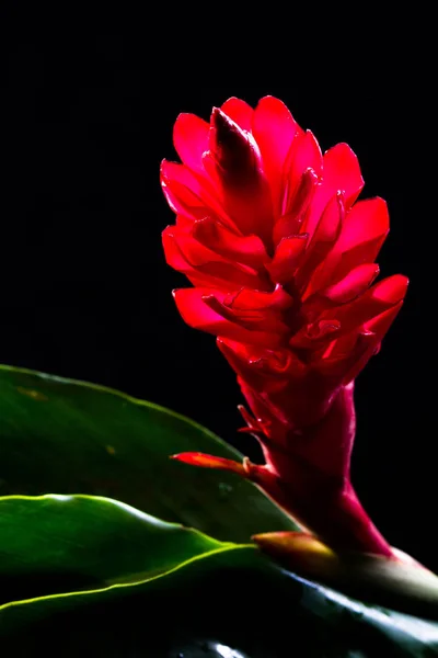 Alpinia purpurata - kırmızı zencefil — Stok fotoğraf