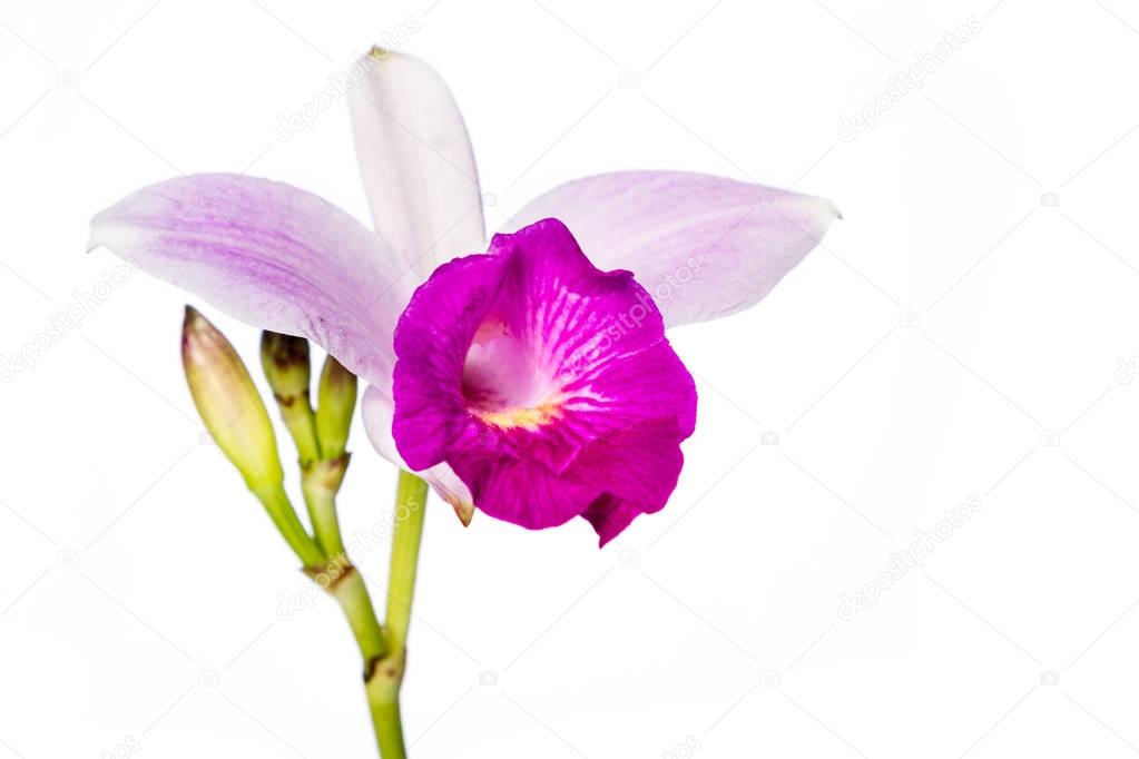 bamboo orchid on white 