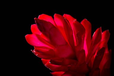 Alpinia purpurata - kırmızı zencefil