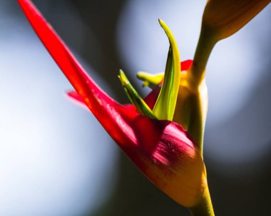 Genişletilmiş ıstakoz pençe - Heliconia latispatha