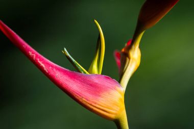 Genişletilmiş ıstakoz pençe - Heliconia latispatha