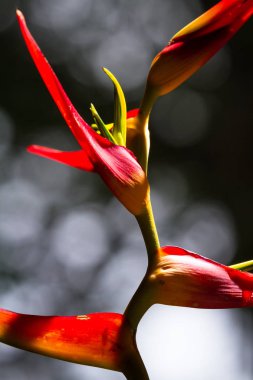 Genişletilmiş ıstakoz pençe - Heliconia latispatha