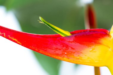 Genişletilmiş ıstakoz pençe - Heliconia latispatha