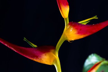 Genişletilmiş ıstakoz pençe - Heliconia latispatha