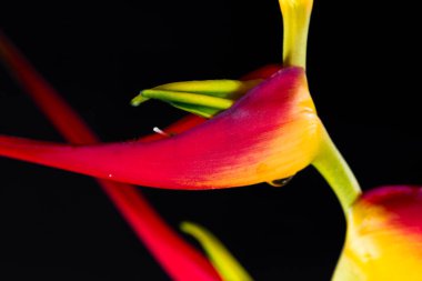 Genişletilmiş ıstakoz pençe - Heliconia latispatha