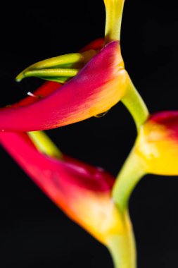 Genişletilmiş ıstakoz pençe - Heliconia latispatha