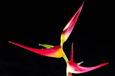 Genişletilmiş ıstakoz pençe - Heliconia latispatha